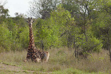 法拉菲坐在非洲平原上灌木丛动物主题野生动物保护区图片