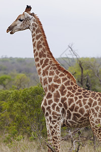 Giraffe 站在侧面视图配置背景图片