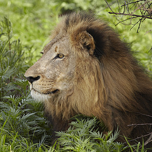 狮子躺在树荫下动物主题灌木丛保护区阴影野生动物背景图片