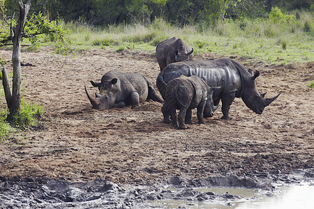 河岸泥巴堤岸上的Rhinocerous的牧群犀牛动物主题野生动物图片