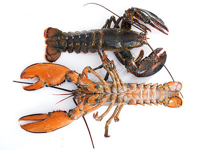 龙虾小龙虾美食甲壳食物动物奢华烹饪图片