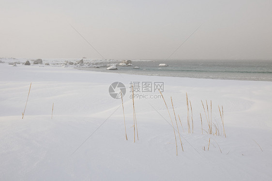 在挪威群岛的Ramberg附近生长的Reeds Reeds图片