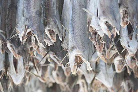 在挪威洛福芬Loftfofen干枯鳕鱼种群鱼 出口到意大利群岛动物阁楼产业地方鳕鱼倒挂烘干画幅渔业图片