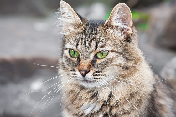 猫类动物鼻子哺乳动物小猫灰色黑色头发猫咪晶须毛皮图片