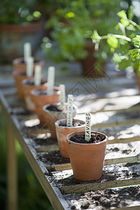 Terracotta花盆 配有茶棚工作台标签图片