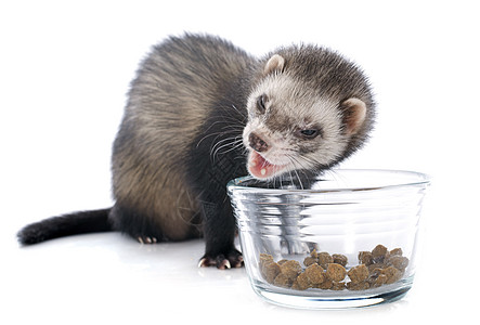 吃棕色雪貂工作室食物宠物哺乳动物干粮玻璃动物图片