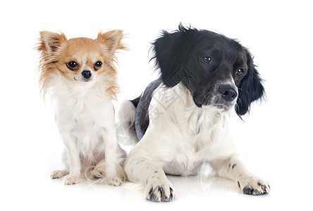 布里塔尼西和吉华小狗宠物棕色白色犬类动物工作室猎狗猎犬黑色图片