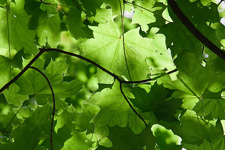 休假背景背景树木植物叶子阳光太阳活力绿色环境生长森林图片