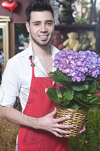 花匠站在Hydrangea的边上花盆成人年轻人中心植物花店红色绣球花围裙花园图片