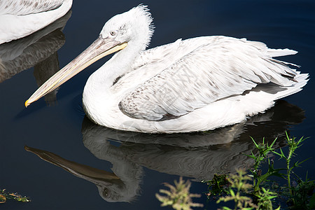 佩利卡动物园动物野生动物动物群翅膀热带航班羽毛荒野白色图片