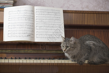 钢琴和一本音乐书 还有一只猫坐在钢琴键上图片