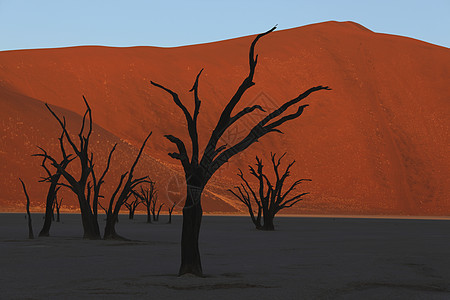 Vlei Namib死亡沙漠 纳米比亚橙色背景沙丘摄影死亡裂缝里策沙漠水平破坏图片