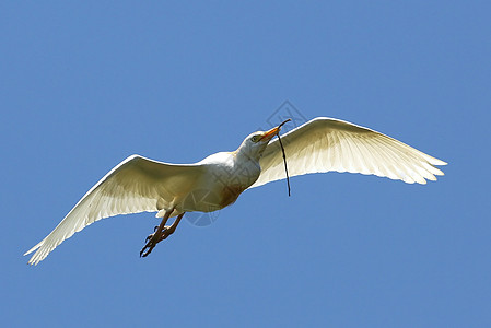 Egret 与Twig搭乘飞行羽毛材料动物鸟类白鹭荒野自由白色枝条嵌套图片