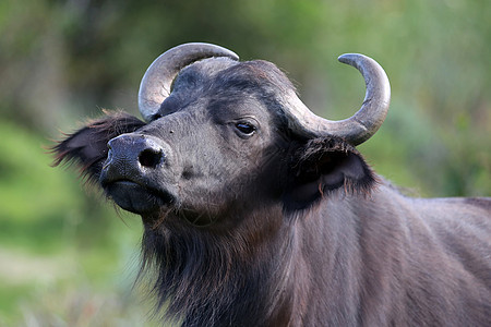 好奇水牛城耳朵喇叭野生动物野牛牛角眼睛哺乳动物荒野动物警报图片