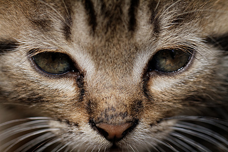 塔比小猫头发眼睛哺乳动物捕食者婴儿猫科荒野胡须棕色宠物图片