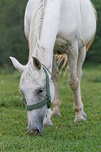 白马良种训练牧场尾巴太阳哺乳动物运动野生动物耳朵绿色植物背景图片