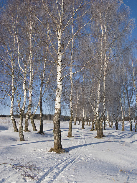 Birch 带冰冻的林木图片