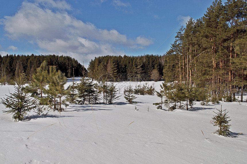 冬季隐性森林图片