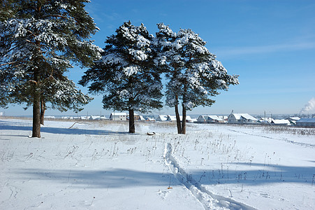 田野中的雪松树图片