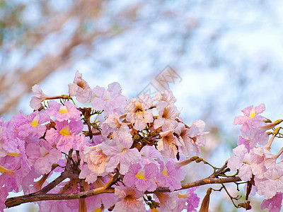 粉红甜蜜的梦幻感觉环境野花天空烟草花瓣喇叭花园情绪生长公园图片