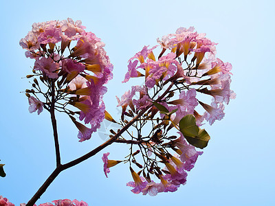粉红甜蜜的梦幻感觉公园生长野花烟草情绪阳光投标蔷薇喇叭植物群图片