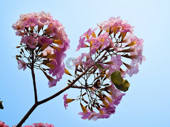粉红甜蜜的梦幻感觉公园生长野花烟草情绪阳光投标蔷薇喇叭植物群图片