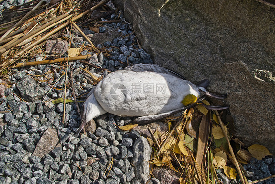 死海鸟海岸灾难海洋游泳居住海雀生活死亡藻类壁架图片
