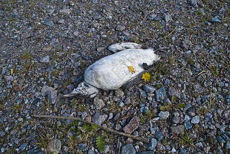 死海鸟生活海豹死亡海雀海洋鸟类壁架藻类动物翅膀图片