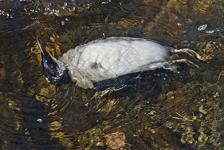 死海鸟壁架藻类动物野生动物游泳殖民地鸟类死亡灾难翅膀图片