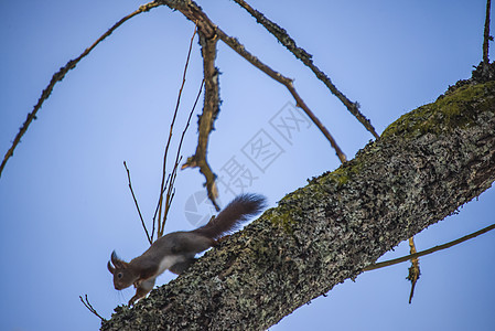 松鼠爬入树上尾巴荒野植物松树哺乳动物耳朵野生动物动物生物警报图片