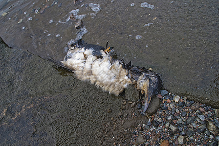 死海鸟死亡海豹游泳生活羽毛野生动物海鸟居住灾难海岸图片
