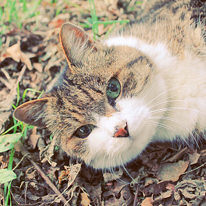 带反转过滤效果的菜园小猫图片