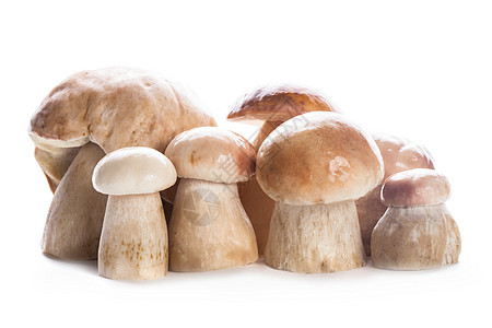 Ceps 与世隔绝棕色季节美食植物宏观常委荒野团体食物森林图片