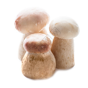 Ceps 与世隔绝荒野常委团体森林季节性菌类白色植物季节美食图片