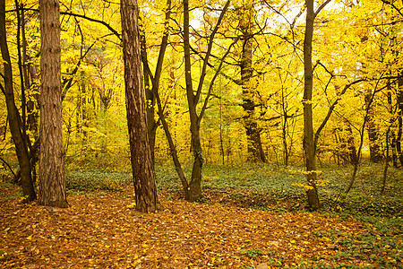 堕落森林风景棕色植物群环境场景橙子公园黄色叶子活力图片