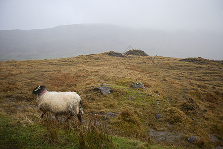 绵羊在雾雾的草地上行走图片