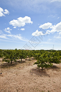 西班牙酒庄西班牙巴伦西亚奥兰治果园橙子农田收获果园大区生产收成生长水果食物背景