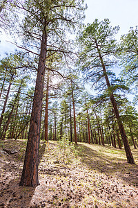 亚利桑那大峡谷松树林峡谷地标森林风景旅行假期松树树木树干绿色图片