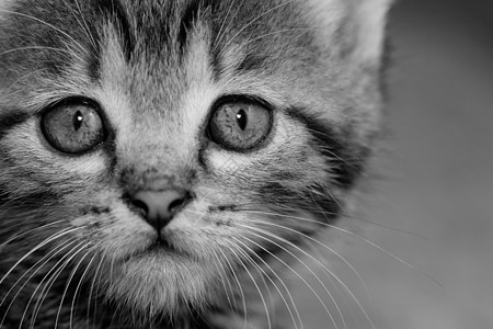 塔比小猫婴儿虎斑捕食者猫咪毛皮胡须头发宠物哺乳动物猫科图片