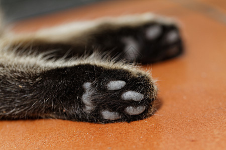 猫脚爪子粉色友谊宠物白色毛皮宏观猫科动物脚趾灰色图片