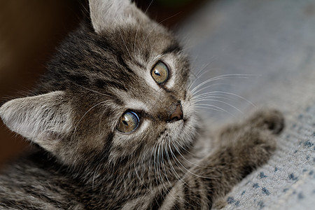 塔比小猫毛皮荒野宠物头发虎斑哺乳动物动物胡须婴儿捕食者图片