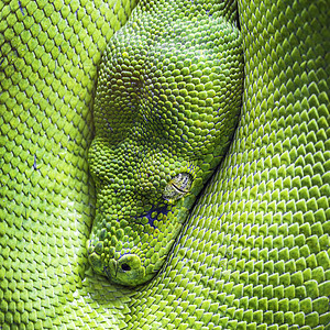 绿树皮眼动物园热带绿色动物群野生动物异国容器爬虫情调鳞片状图片
