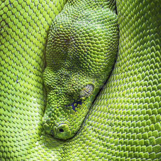 绿树皮眼动物园热带绿色动物群野生动物异国容器爬虫情调鳞片状图片