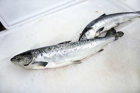冰上新鲜捕获的鱼图片