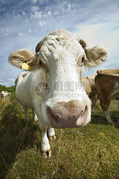 在蓝天上紧紧地堵在笼子里的牛农业奶牛食物标签季节农村数字雌性哺乳动物一头牛图片