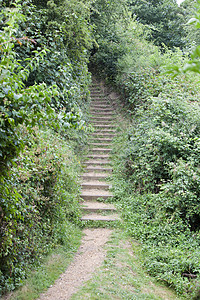英国公园的楼梯通道衬套自然界林地小路人行道叶子木头森林灌木丛树叶图片