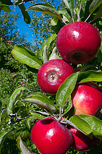 考兰苹果叶子水果季节红色果园收成食物健康农场绿色图片
