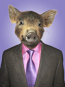数字猪穿猪小猪装的商务人士背景