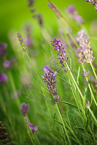 蓝菜花花草本蓝色紫色薰衣草花园药品植物学农场场地草本植物图片