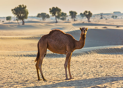 带骆驼的沙漠景观荒野运输夫妻哺乳动物旅行动物群大篷车野生动物旅游地伦图片